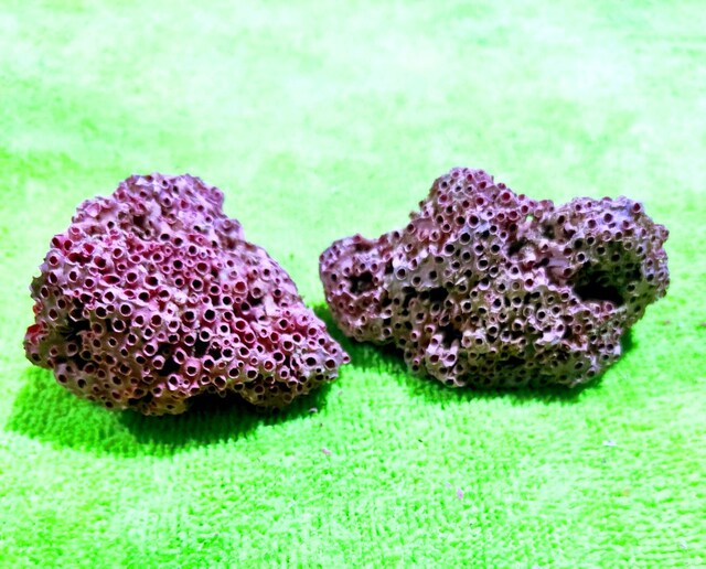 HAKİKİ DOĞAL KIRMIZI MERCAN 55 GR. 2 PARÇA