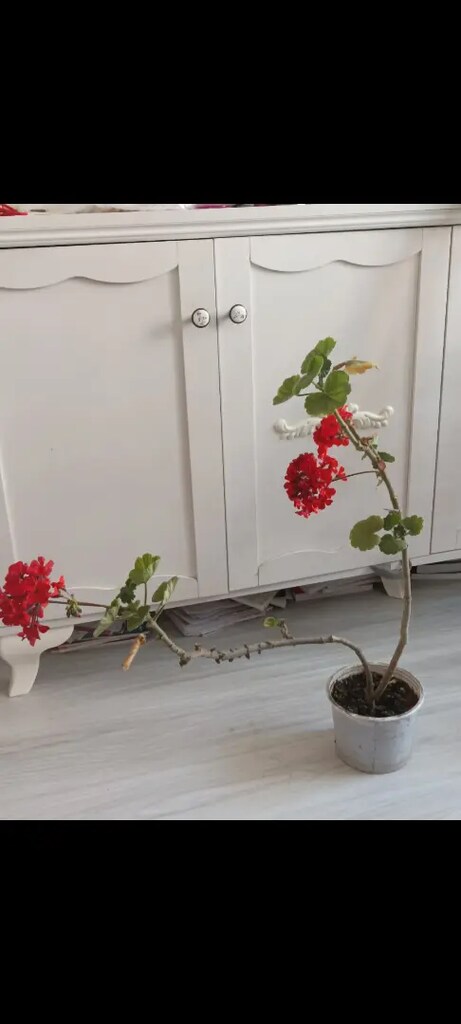 Çiçek - 2