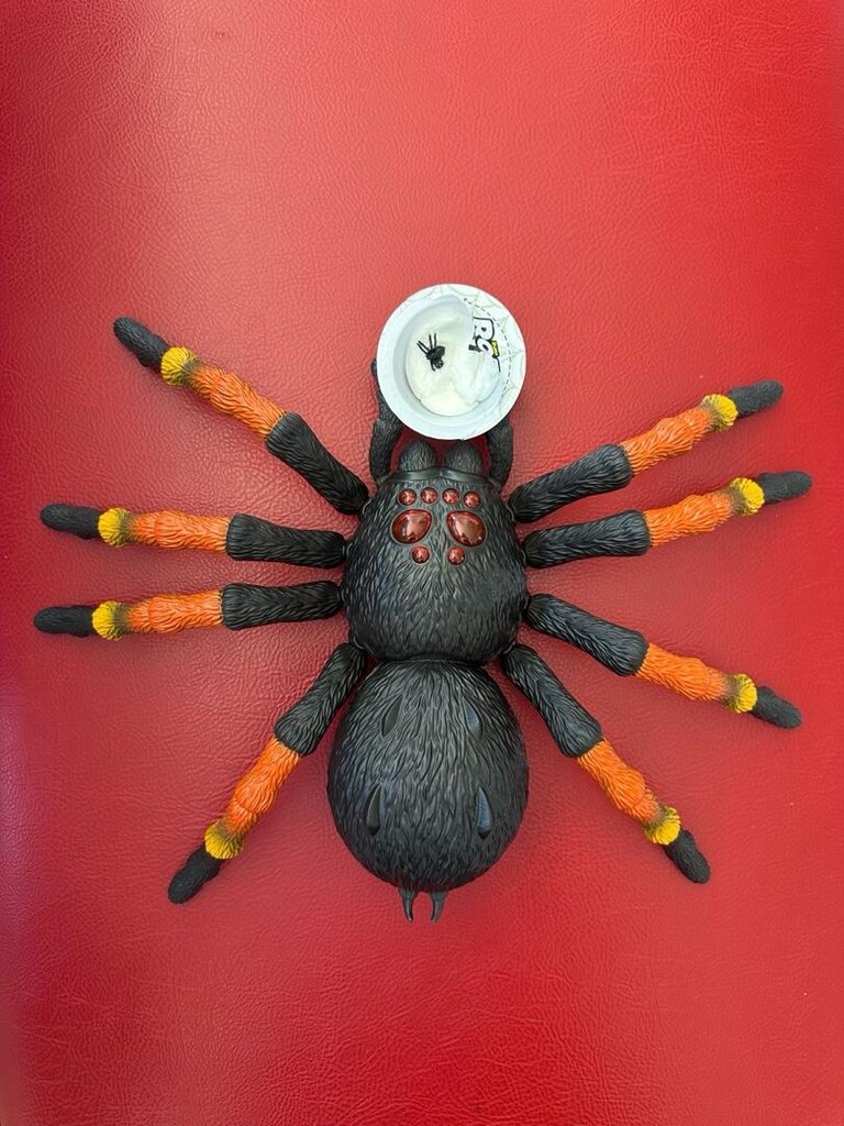 Tarantula Örümcek - 3