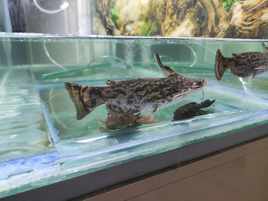 2 ADET ODUN KÖPEK BALIĞI 1 ADET LEOPAR VATOZ - 3