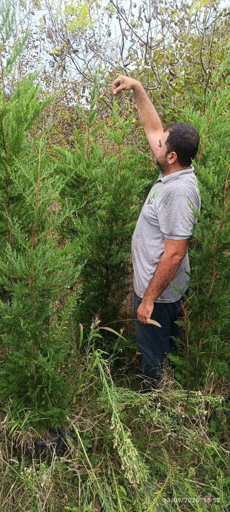 leyladi, oya ve kartopu üreticiden satılık - 9
