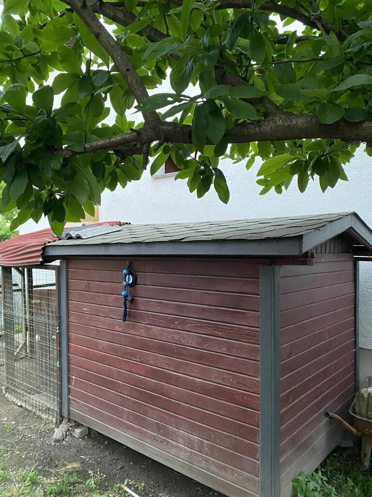 köpek kulübesi - 5