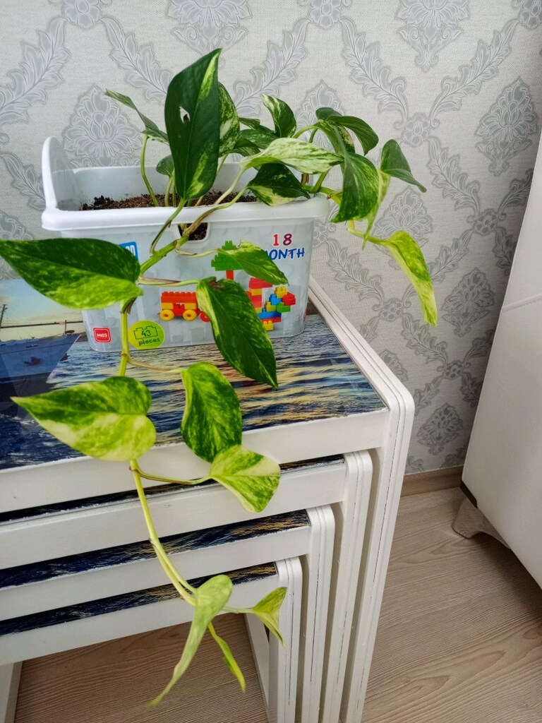 sarmaşık çiçek bu fiyata başka yerde yok - 3