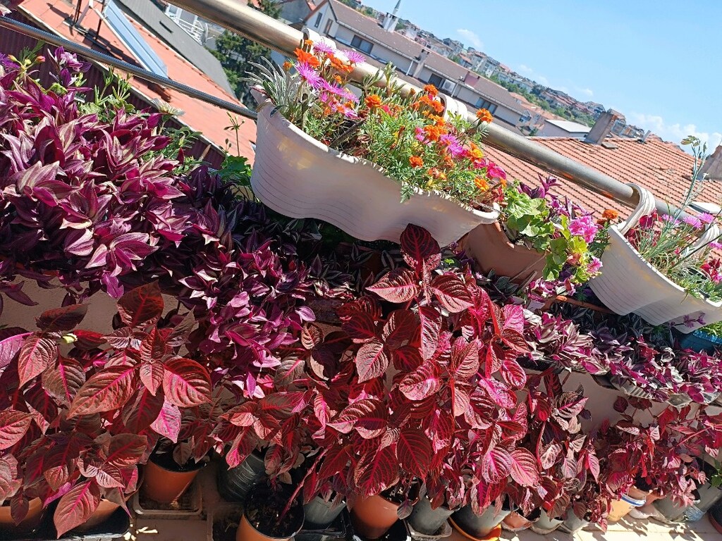 çingene şalvari çiçeği adet - 3