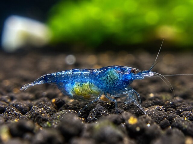 Mavi NeoCaridina Karides