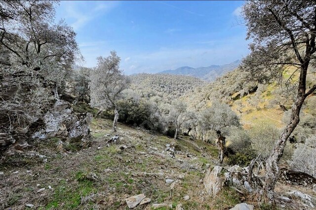 Bayındır'da Yatırımlık 1,3 Dönüm Zeytinlik
