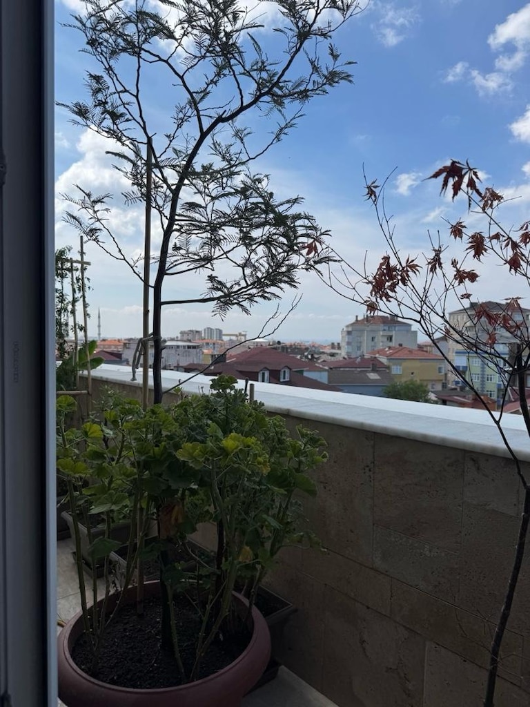 mimoza ağacı - 3