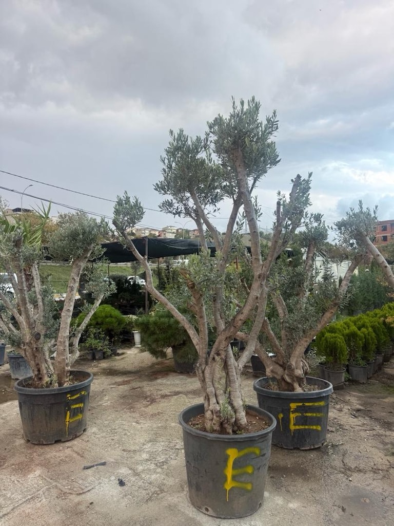 şekili zeytin - 5