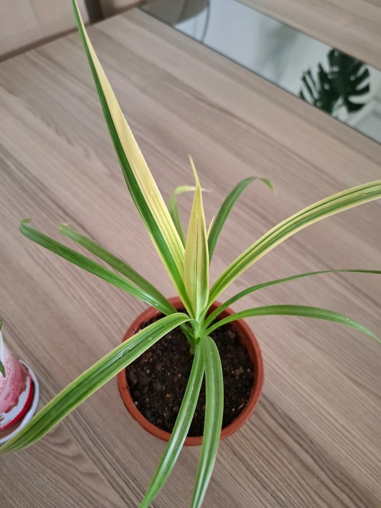 canlı çiçekler ( ikisi 250₺) - 3