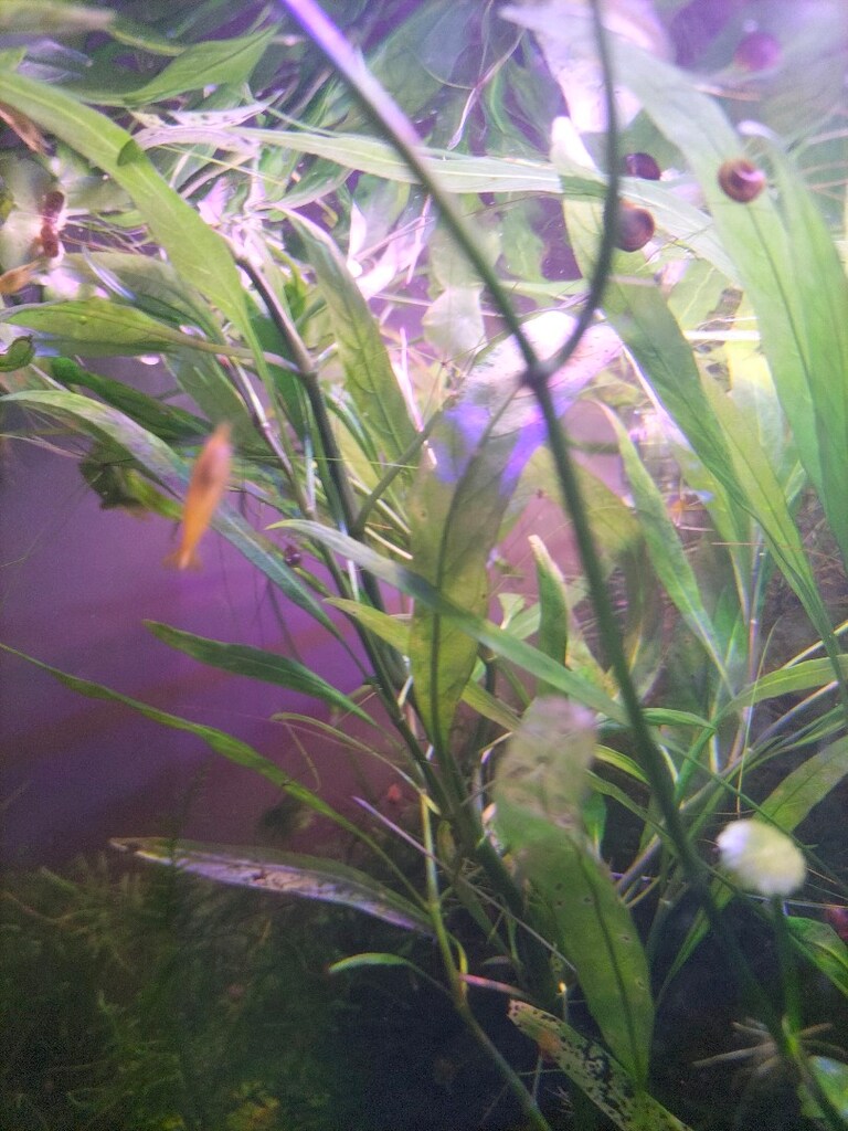 hygrophila salici - 3