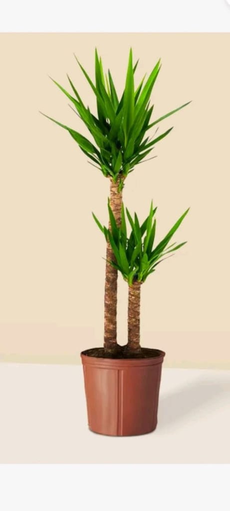 yucca çiçeği yeni alınmıştır - 2