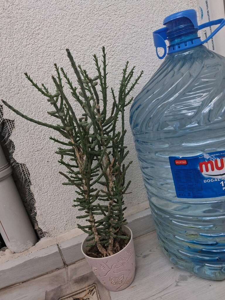 kaktüs çiçekler - 3
