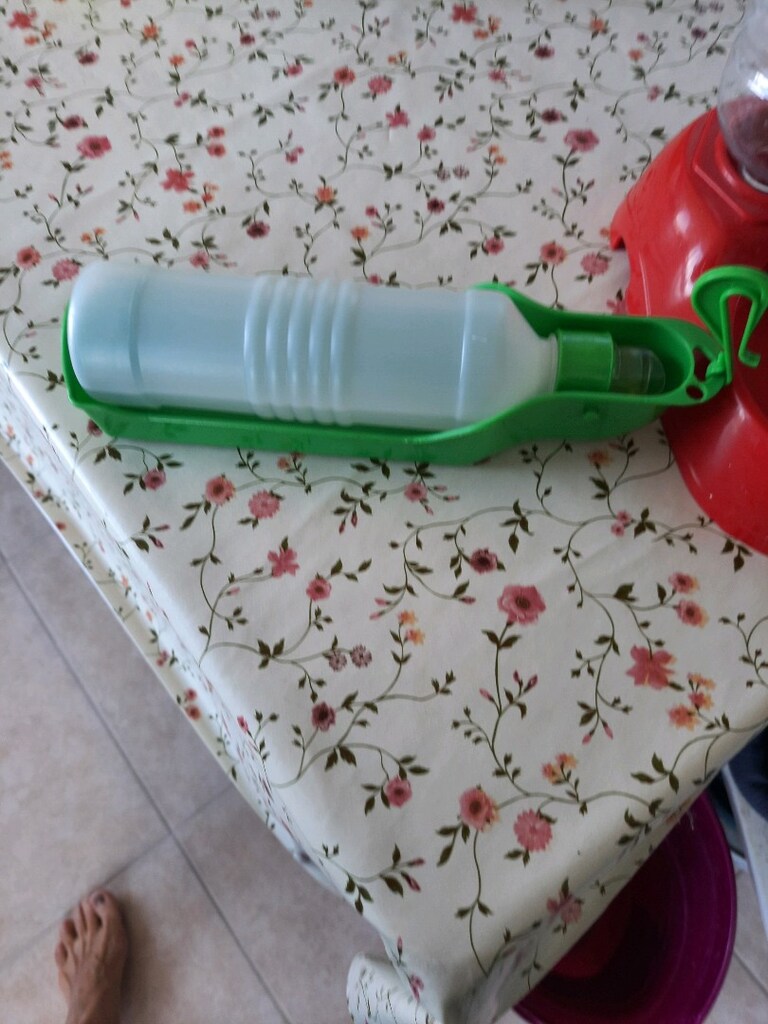 kedi soluğu - 7