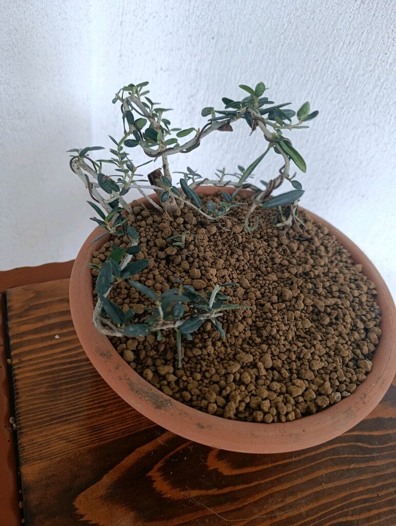 bonsai - 7
