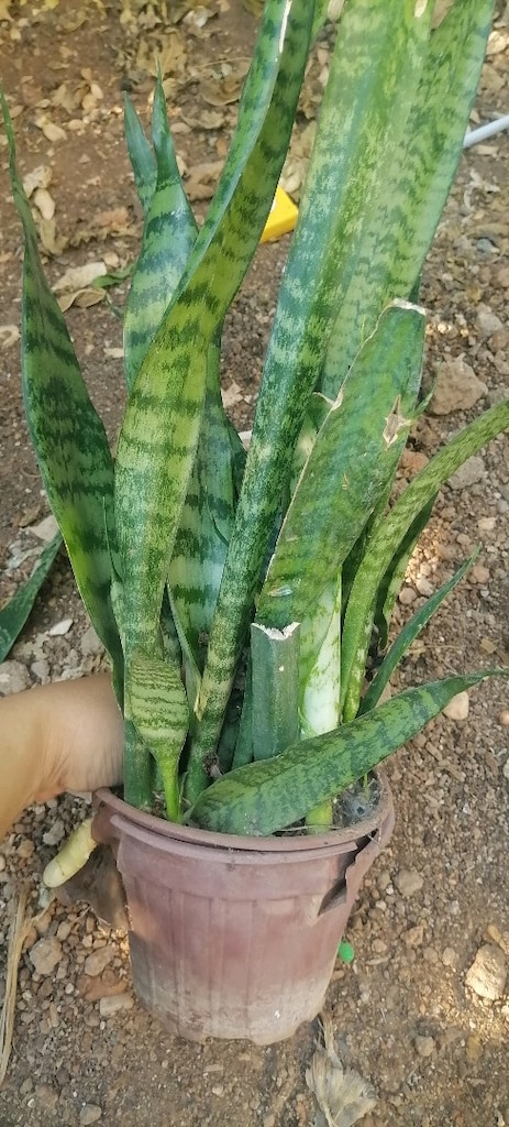 kilic cicegi - 3