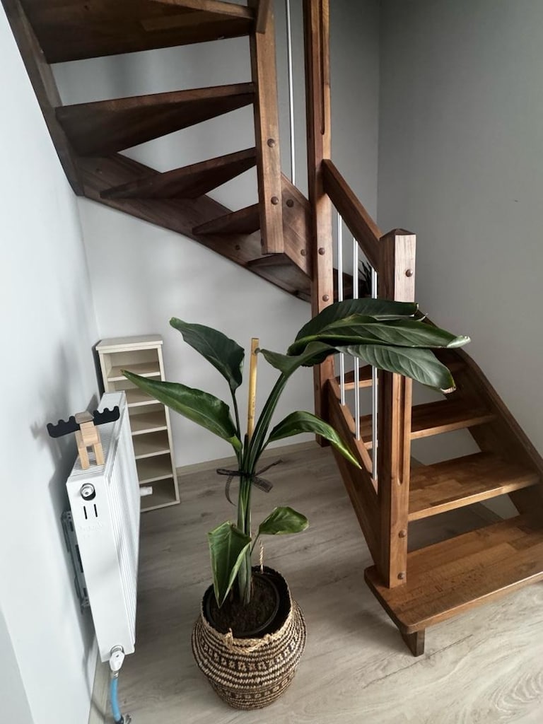 starliçe canlı bitki - 2