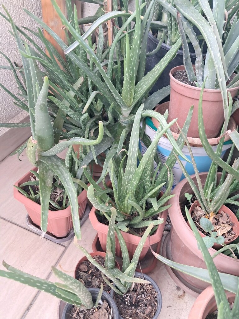 ALOEVERA BAHÇESİ - 2