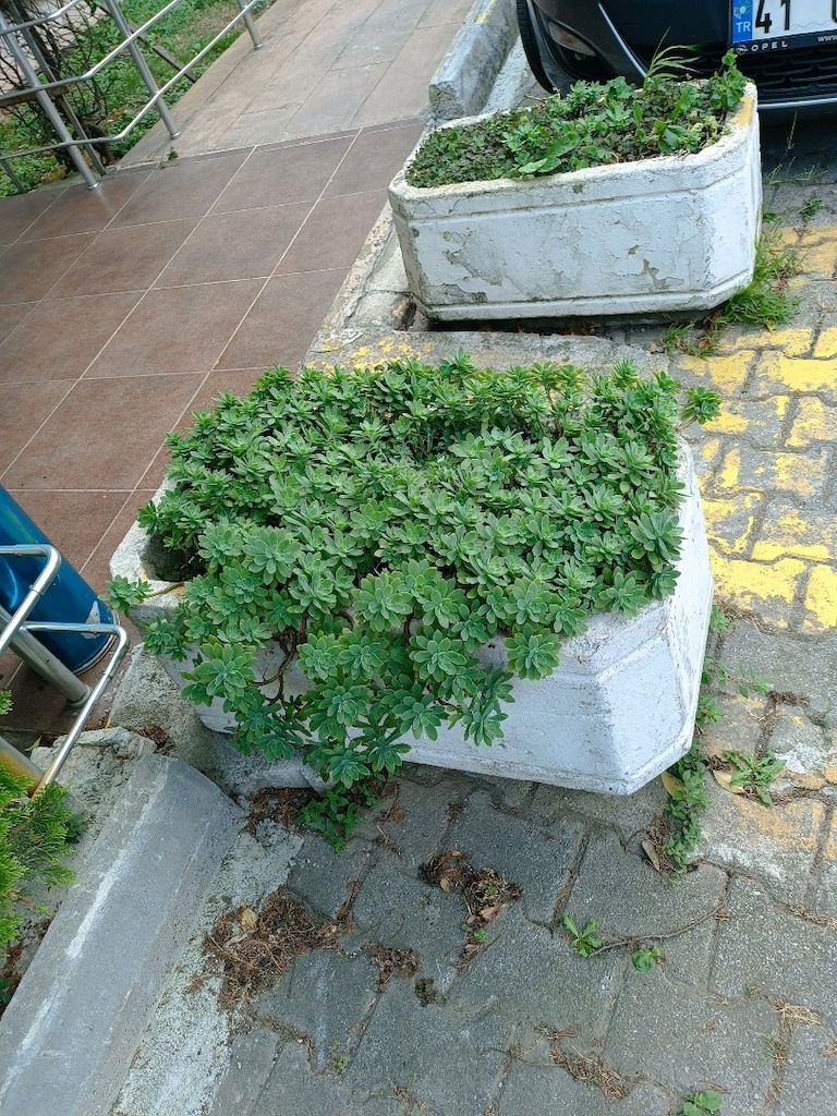 beton saksı sağlam temiz adet fiyat 2 bin TL uygun fiyat nakliyem var - 2