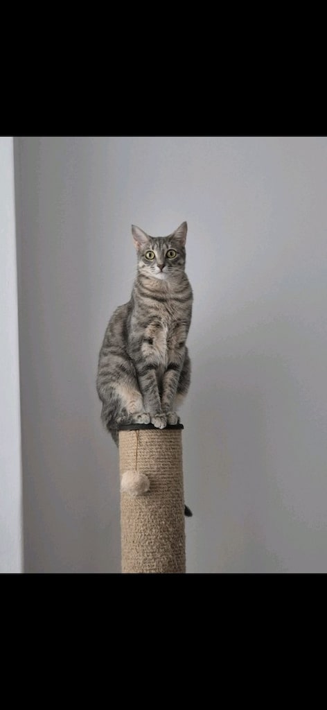 Satılık Kedi Tırmalama Tahtası - 3