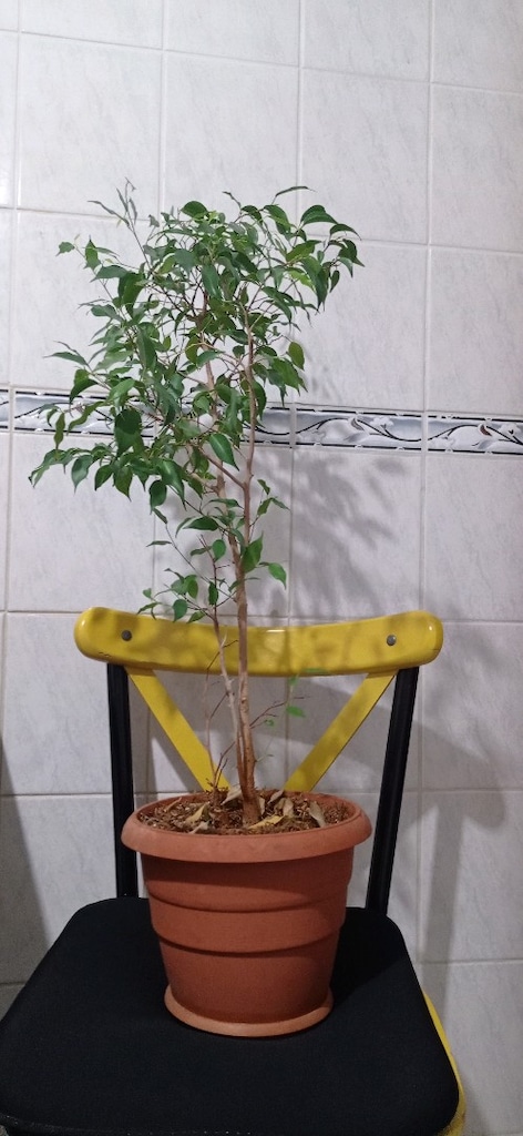 canlı çiçek - 2