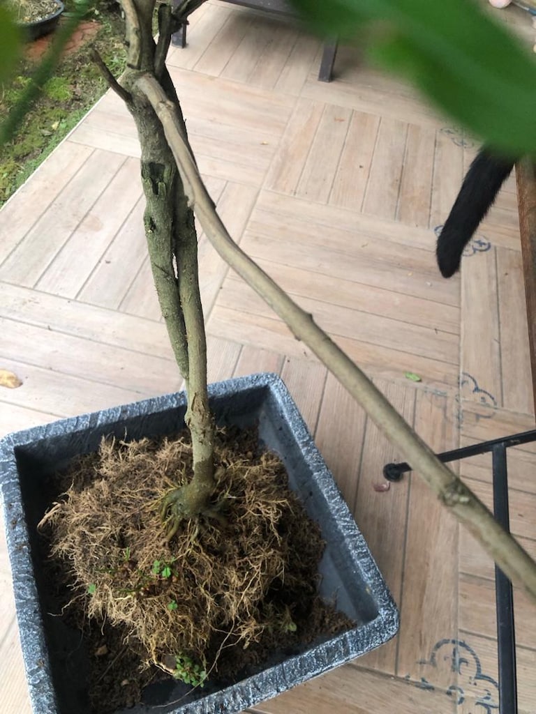 Sarı Yasemin Bitkisi Bonsai Formunda - 9