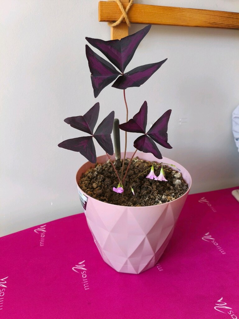 SÜS Goncasi - 2