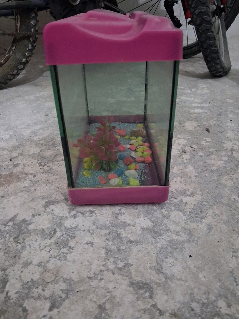 kücük boy akvaryum - 3