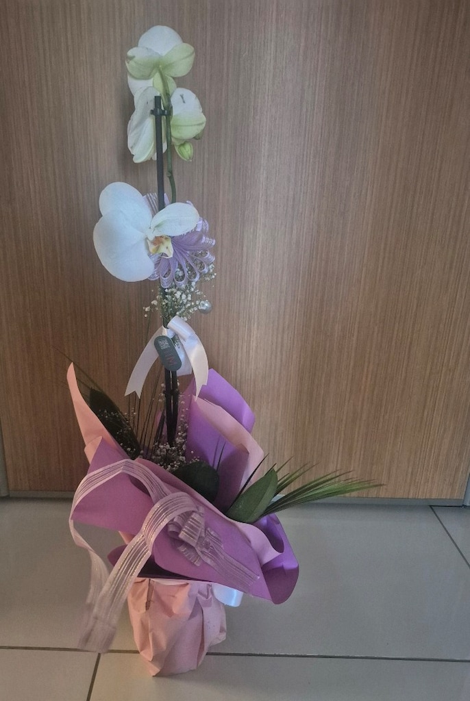Orkide, Saksıda Beyaz Tekli Orkide-Pastel mor ve pembe tonlarda sarılm - 2