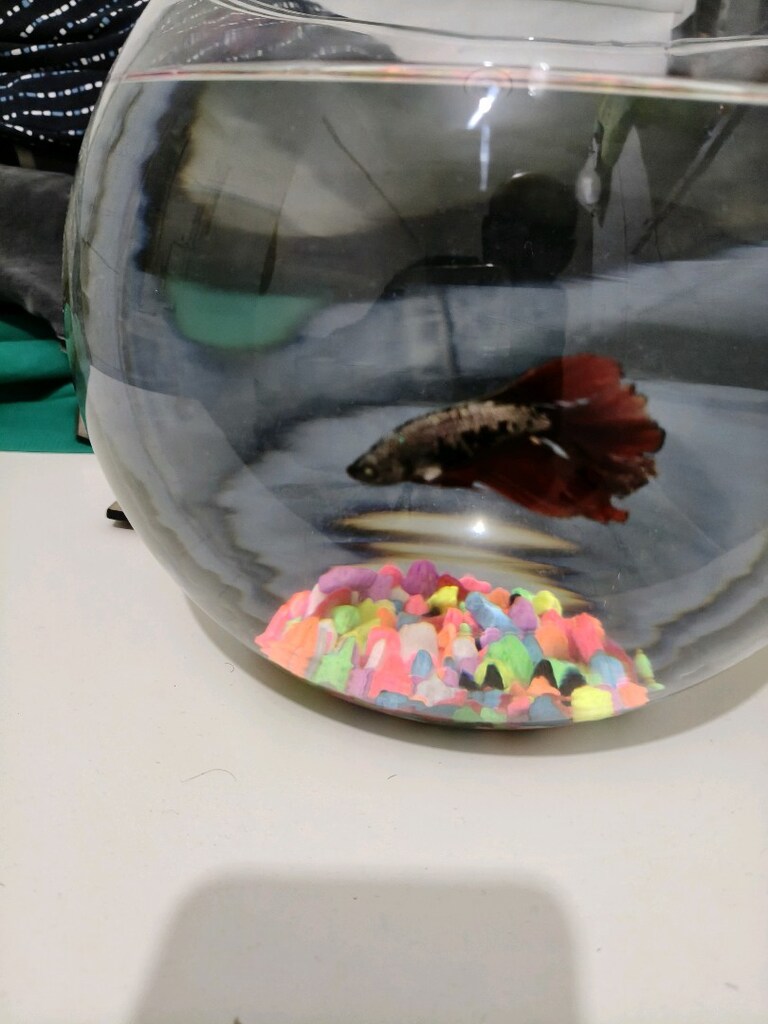fanus akvaryum betta - 2