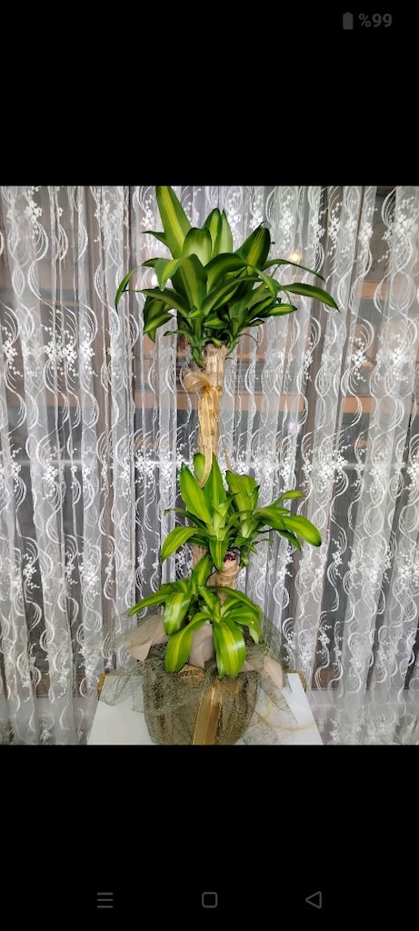 yucca çiçeği yeni alınmıştır - 4