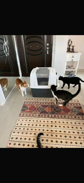 kedi tuvaleti