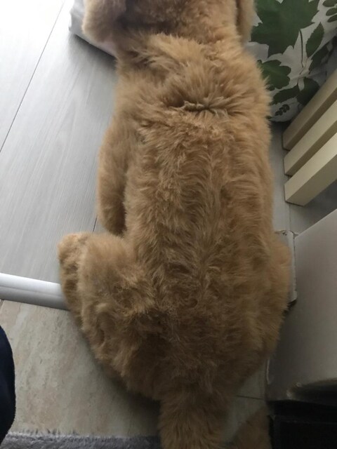 Sevildiğinde sesli tepki veren yurt dışından alınan sesli oyun köpeği