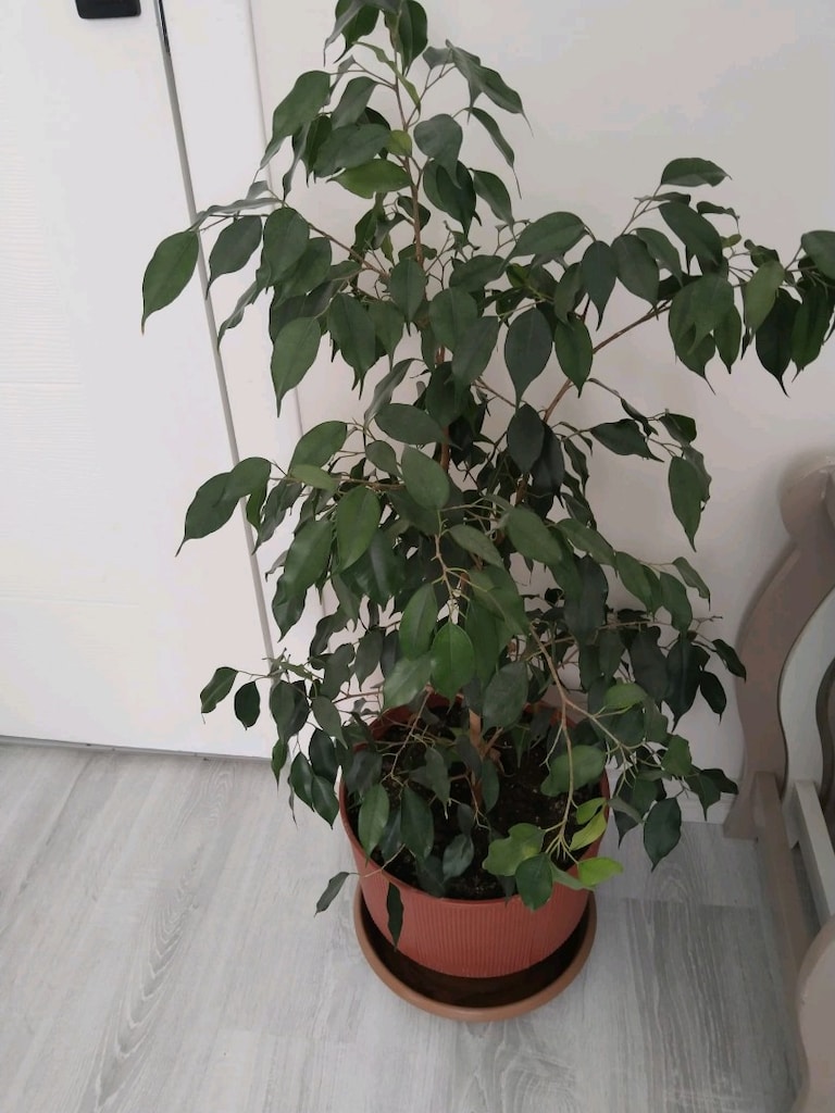 canlı çiçek bencemin - 2