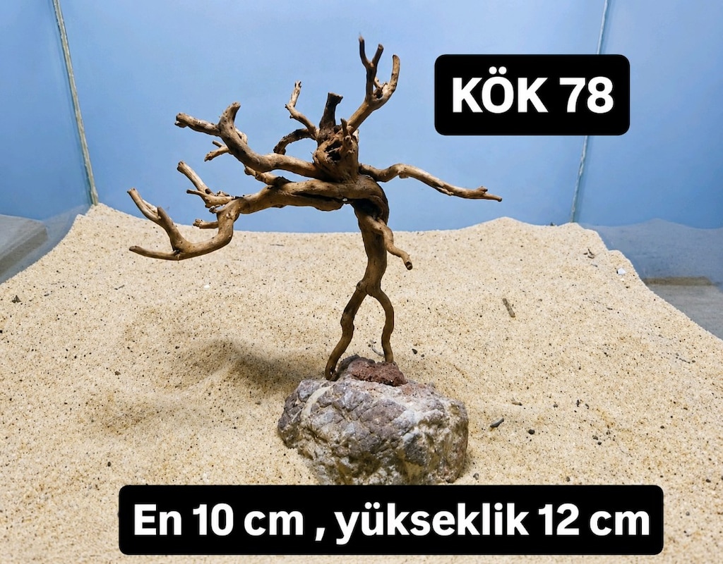 akvaryum kök - 5