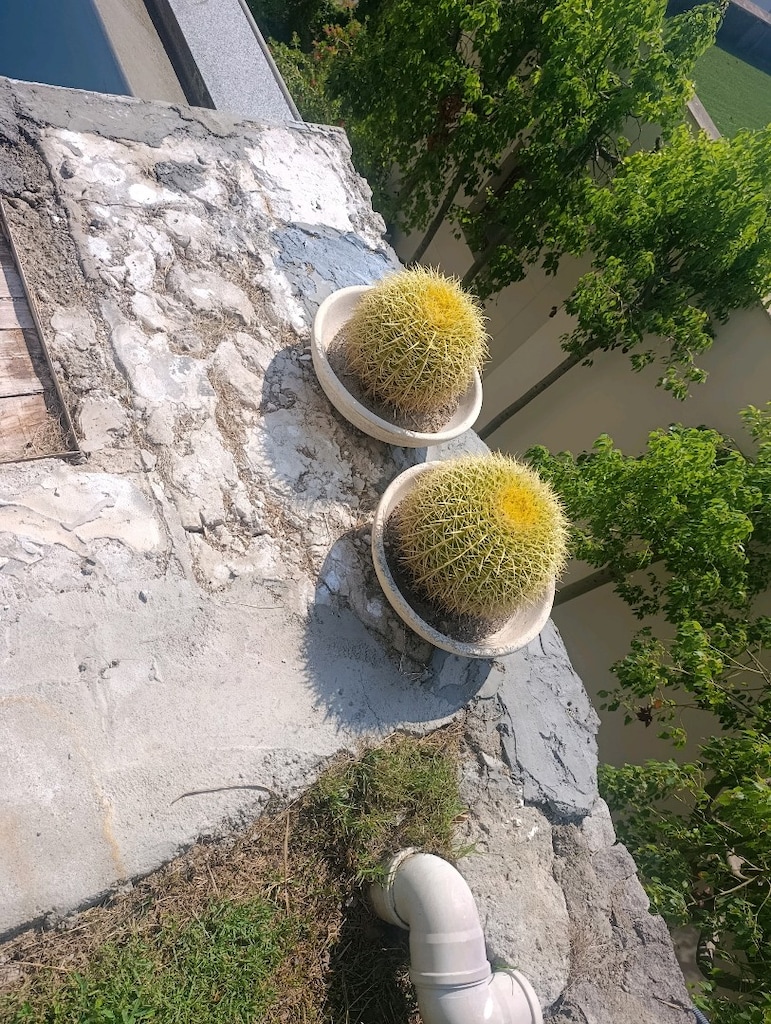 kaktüs çiçeği - 2