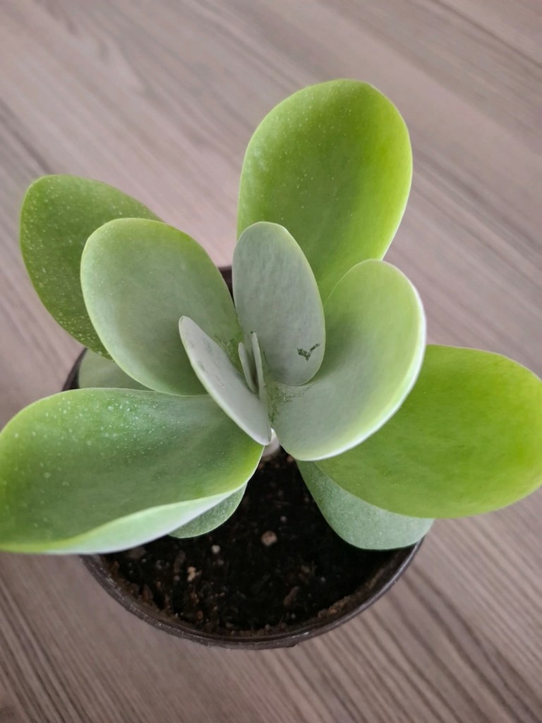 sukulent çeşitleri ( hepsi 550₺) - 4