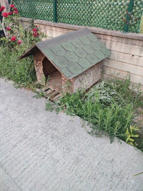 Köpek kulübesi