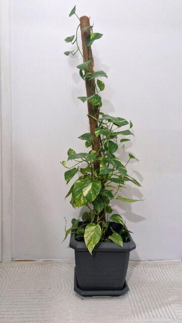 Salon Sarmaşığı / Pothos (Epipremnum Aureum / Çiçek