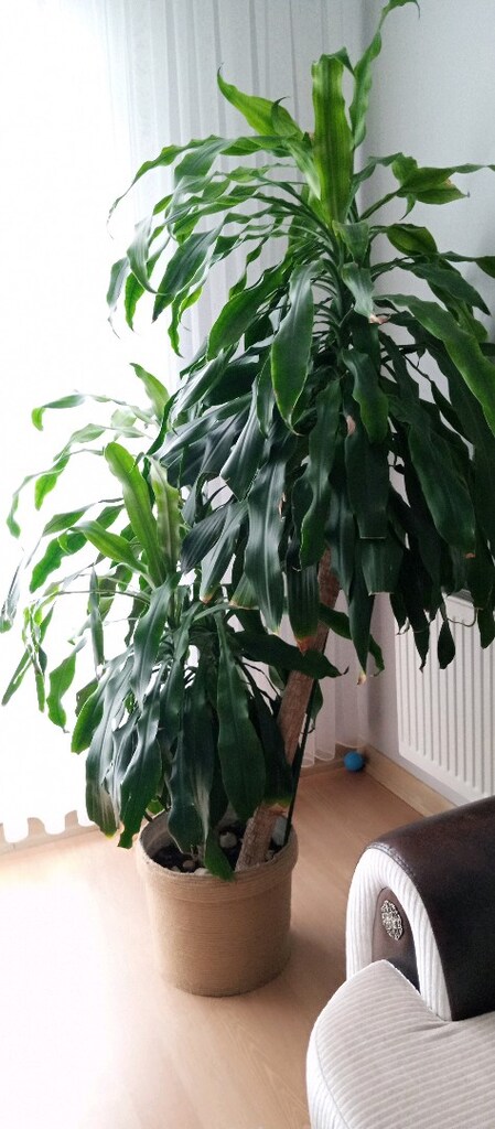 büyük çok gövdeli dracaena - 3