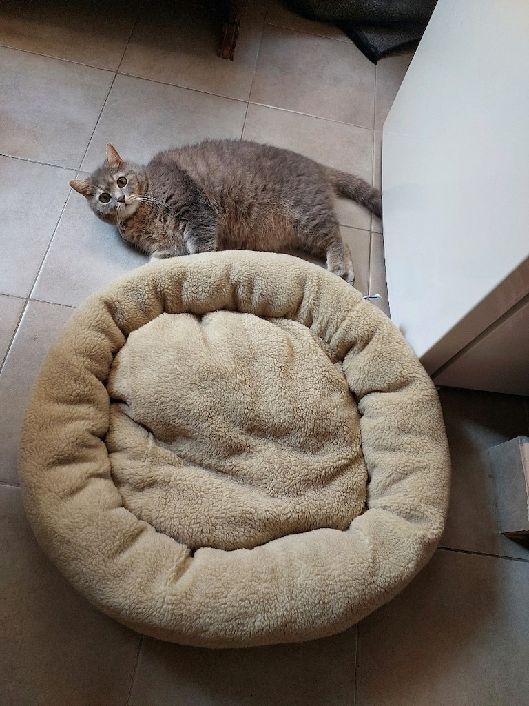 Kedi/Köpek yatağı - 2