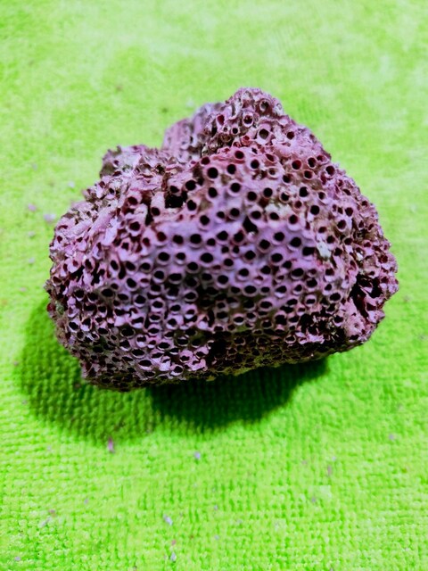 HAKİKİ DOĞAL KIRMIZI MERCAN 62 GR.