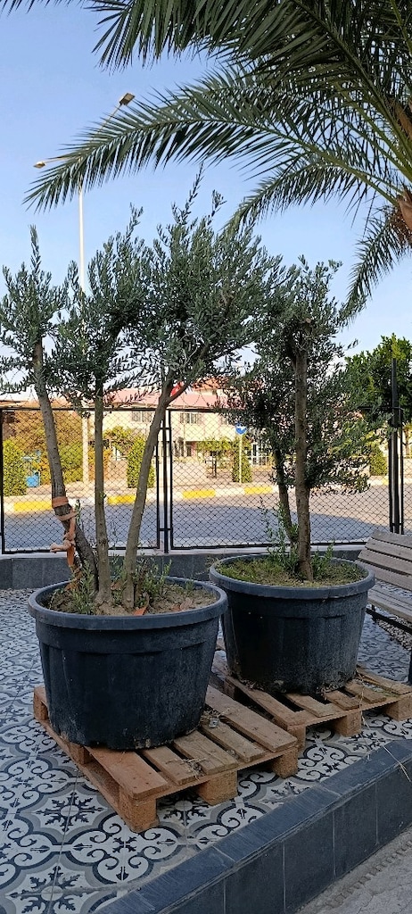 40 adet saksıda zeytin ağacı - 4