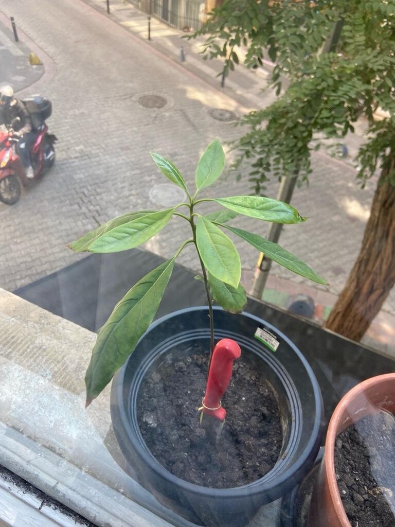 Avokado Fideleri