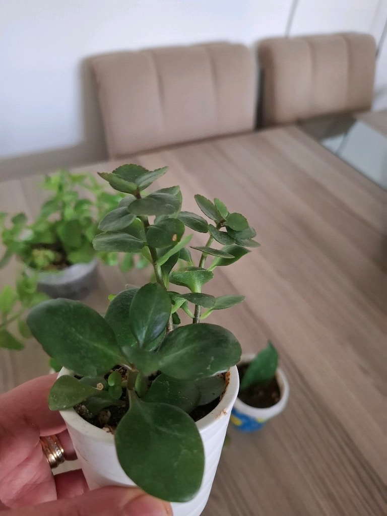 mini kaplarda 5 farklı çiçek 100₺ - 5