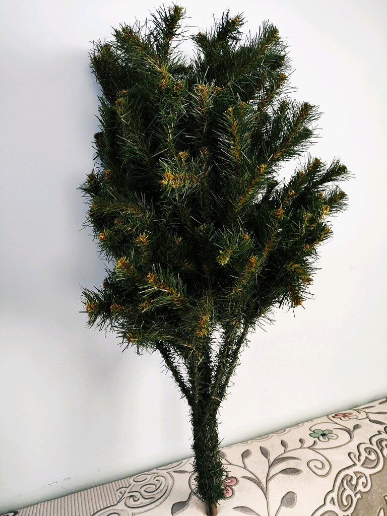 ÇAM AĞACI - 3