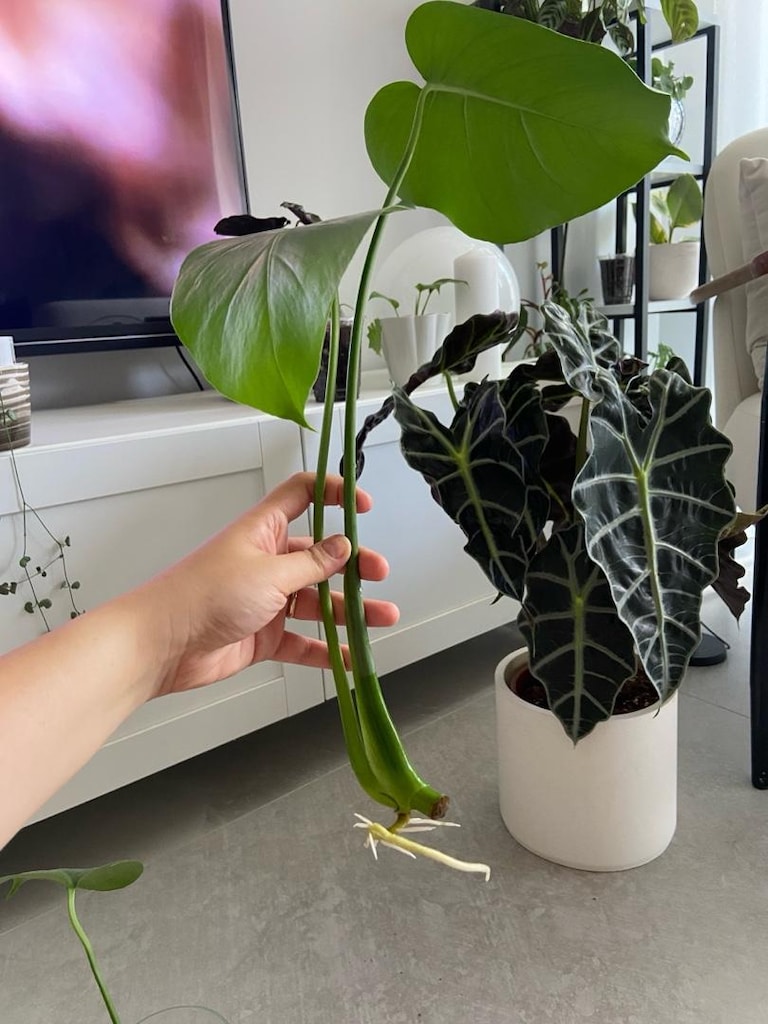 canlı bitki monstera deve tabanı köklü çelik - 3