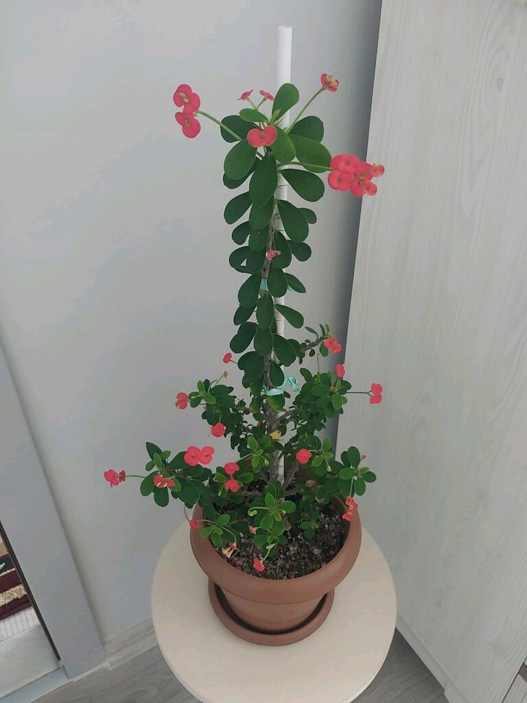 Dikenler Tacı Çiçeği - 3