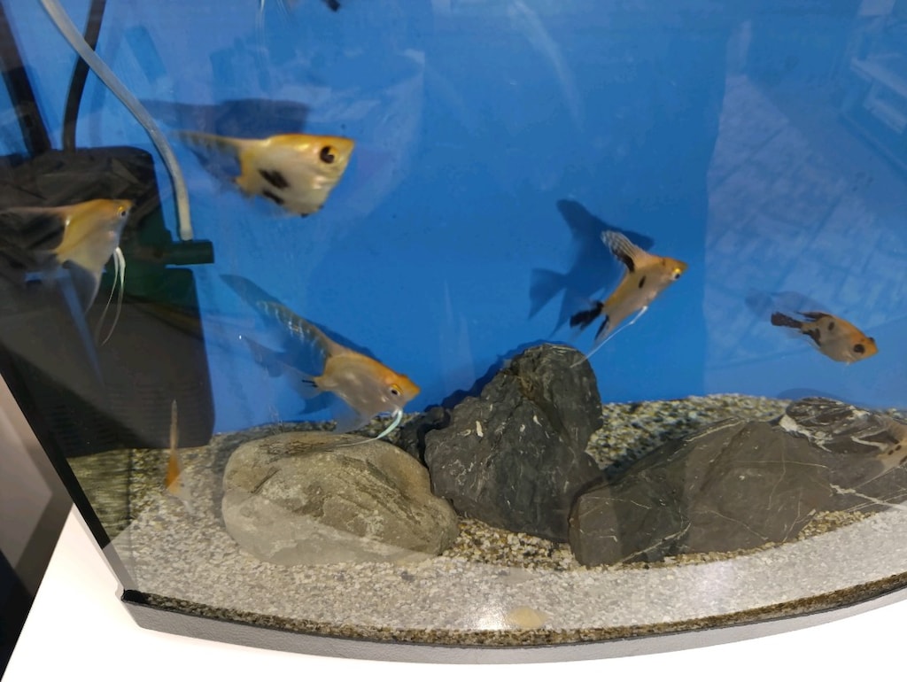 60 cm akvaryum set - 2