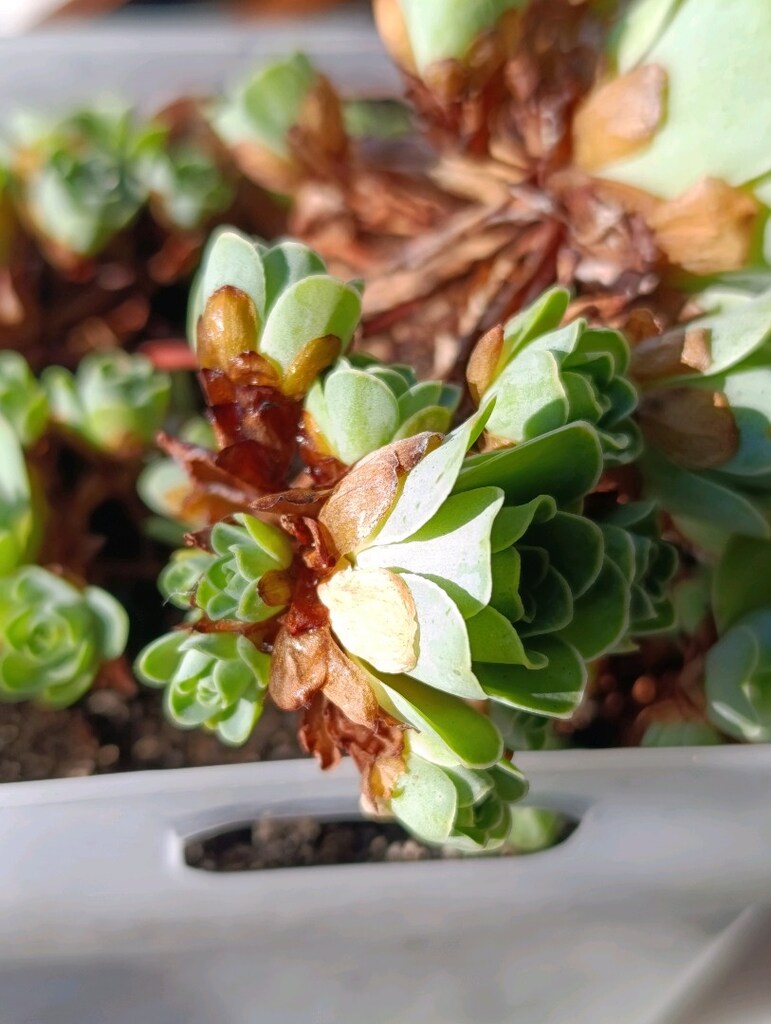 Greenovia Dodrantelis Aeonium Sukulent - 11