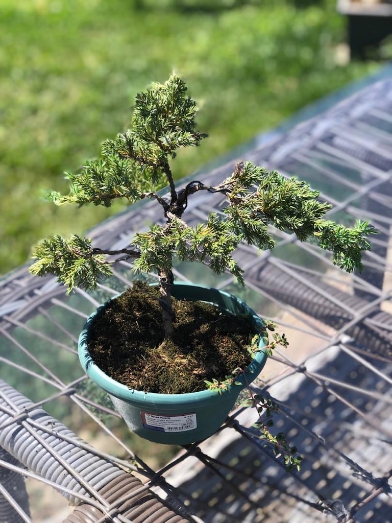 Bonsai Bitkisi - 4